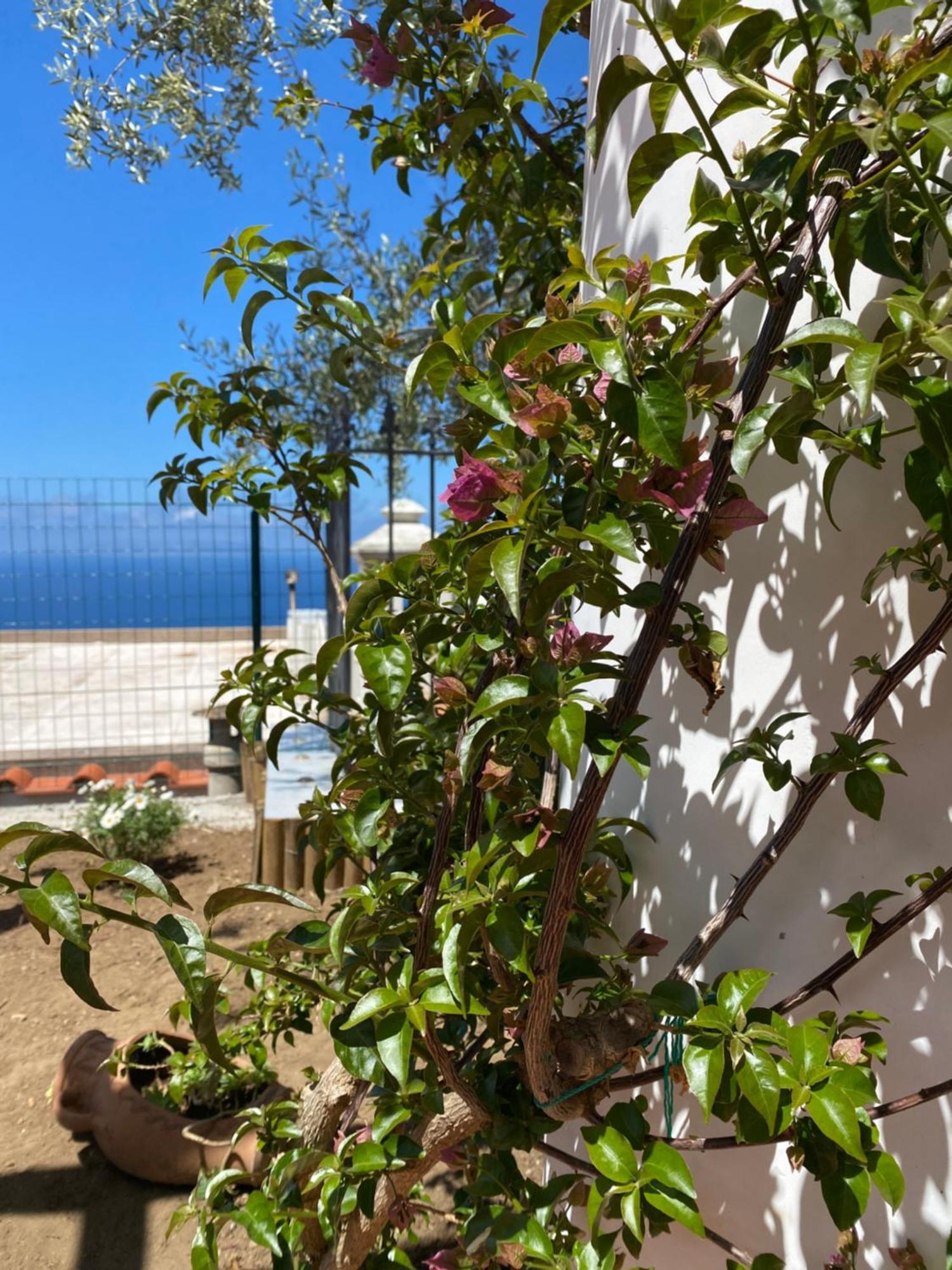 B&B La Ciammurrella Anacapri (Isola di Capri) Exterior foto