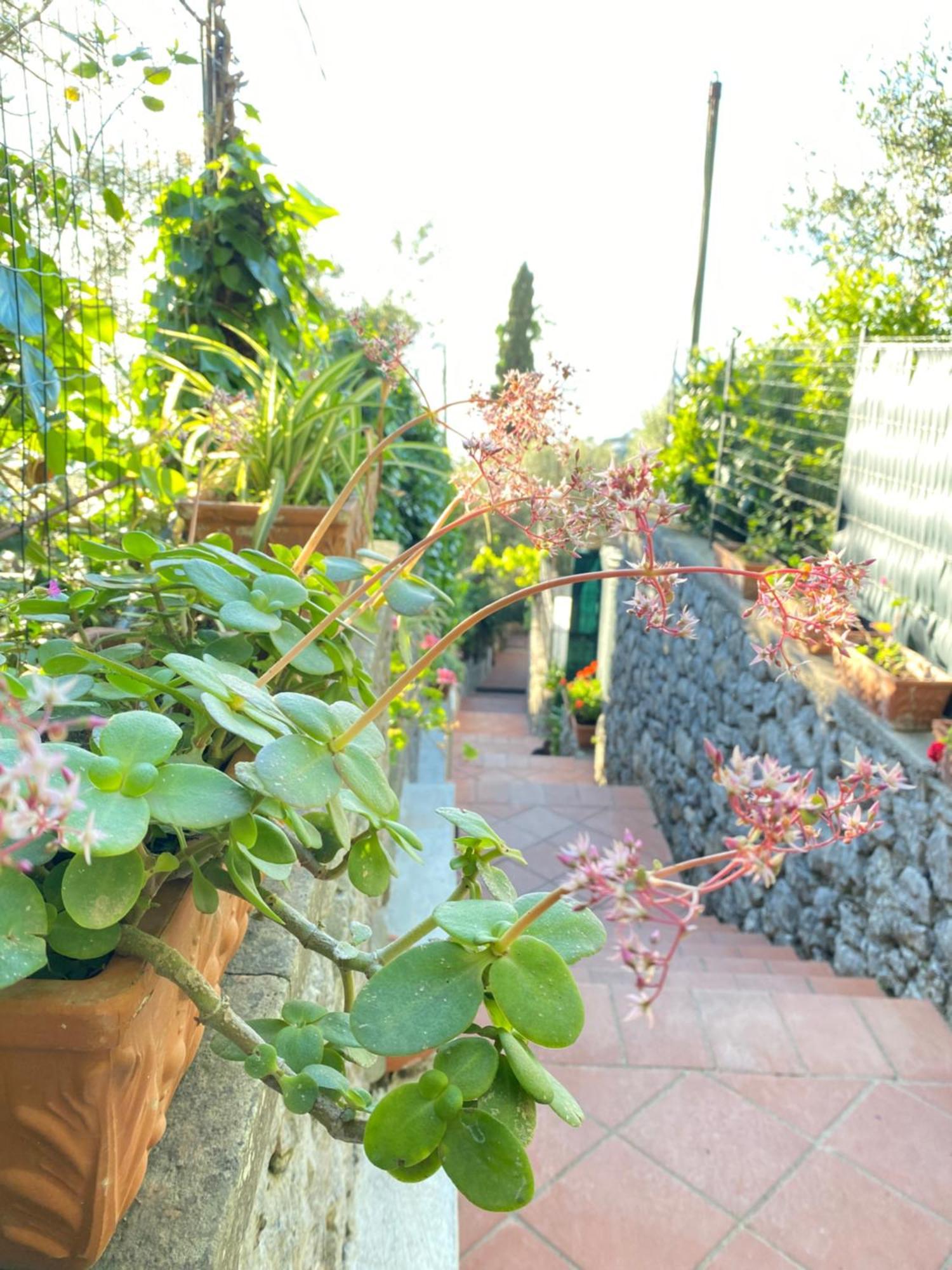 B&B La Ciammurrella Anacapri (Isola di Capri) Exterior foto