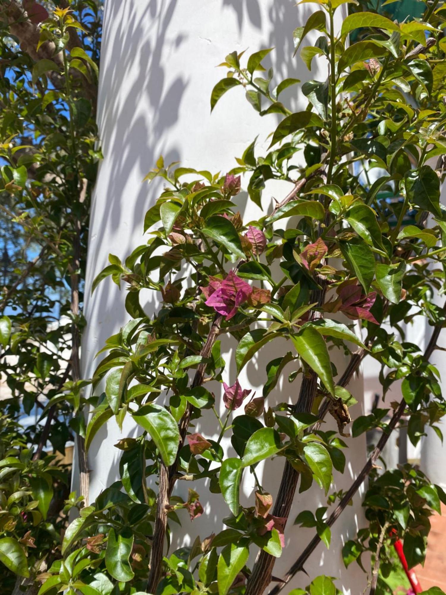 B&B La Ciammurrella Anacapri (Isola di Capri) Exterior foto